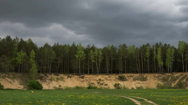 Summer pine-tree forest in a midland of Europe, time-lapse
