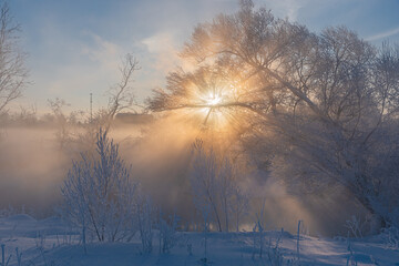 Fabulous foggy morning. Winter landscape.
