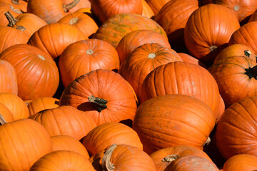 Background and texture made of many orange pumpkins lying next to each other and on top of each other