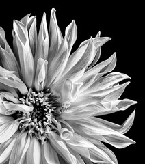 Compositae flower in black and white