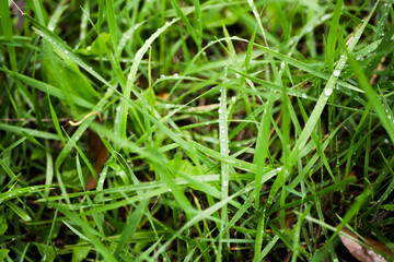 Close up dew on the grass. After rain 