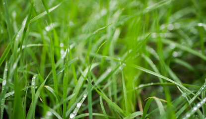 Close up dew on the grass. After rain 