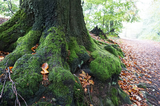 Baumstamm mit Moos bewachsen. Der zu gehende Weg ist verschwommen. Es ist ein nebliger Herbstmorgen