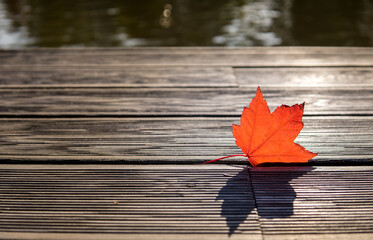 Close-up of bright red maple leaf with shadow against sunlight. Maple leaf between weathered boards. Blurred water background.