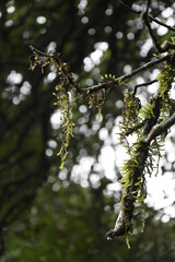 spring in the forest