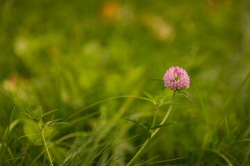 Wild pink flower on a green blurred background. Clover. Copy space.