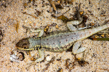 lizard on the rock
