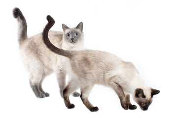 Two Thai cats stand side by side.