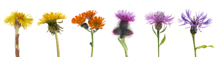 sechs bunte Korbbl&uuml;tler auf wei&szlig;em Hintergrund