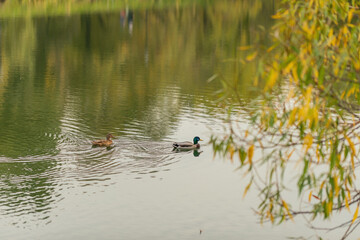 Ducks swim on the pond. Waterfowl in the reservoir. Nature, fauna.