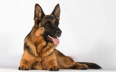 Shepherd dog looking sideways in studio
