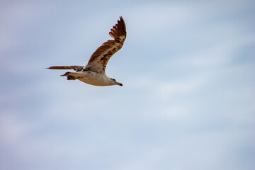 seagull in flight