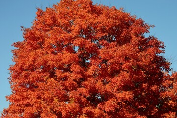 red maple tree