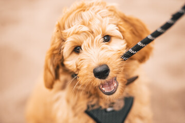 Mini Golden Doodle
