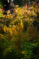 golden yellow and pink flowers in the garden