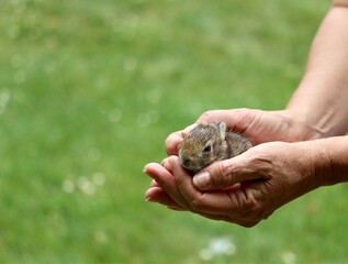 baby rabbit in human hands.  reiki healing for animals