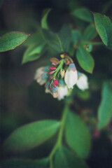 Obraz na płótnie Canvas Closeup of Blueberry Bush in Bloom