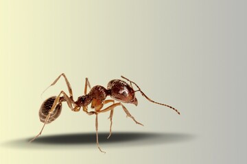 Small ant worker walking on the desk