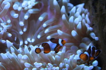 under water
