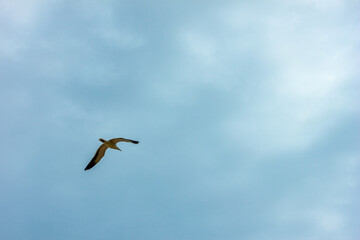 seagull in flight