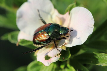 bug on a leaf