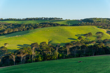 Waiheke rural landscape in early morning light.
