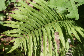 fern leaf in the forest