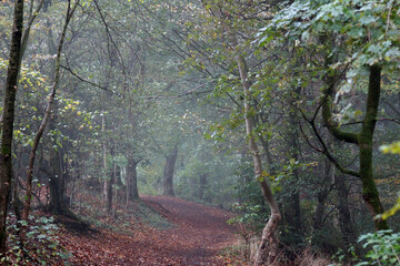 Ein nebliger Herbstmorgen im Wald.