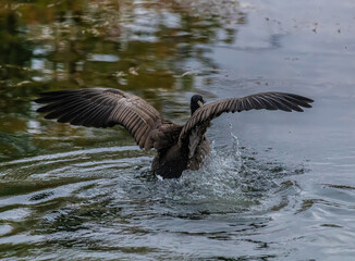 Goose coming in for a landing