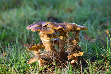 mushroom in the grass
