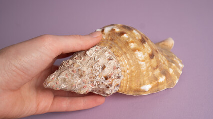 Big beautiful seashell in the hand on purple background. Home vacation concept. Seashell souvenir background