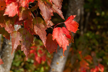 Bright red and orange leaves on a tree. Sunny autumn day 