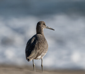 Portrait of a sandpiper bird at the Pacific shore near Point Mugu, Southern California