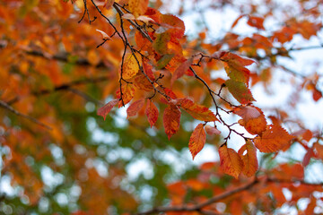 Bright red and orange leaves on a tree. Sunny autumn day 