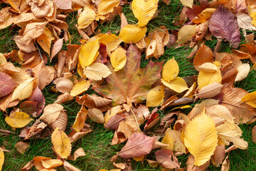Bright orange and red  fallen leaves on a ground in a green grass