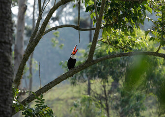 toucan eating some fruit