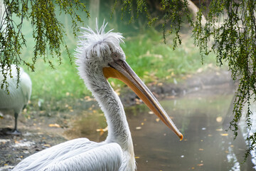 The great white pelican, Pelecanus onocrotalus also known as the eastern white pelican, rosy pelican or white pelican