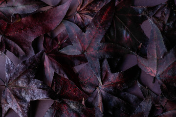 leaves background