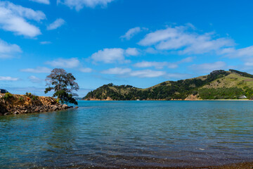 Scenic Man O War Bay and surrounding land with one tree on point on Waiheke Island New Zealand