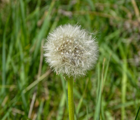 Dandelion in grass