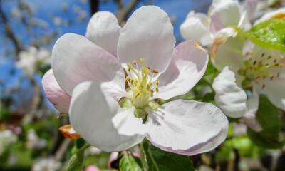 Apple tree blossom with white petals