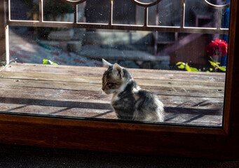 the kitten walked up and sits in front of the locked transparent door to the house