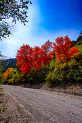 Obraz premium Colorful Fall Trees In Utah