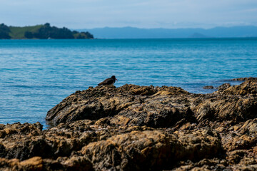 Sparkling turquoise water of scenic bay beyond rocky foreshore.