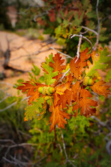 Acorns On A Tree In Utah