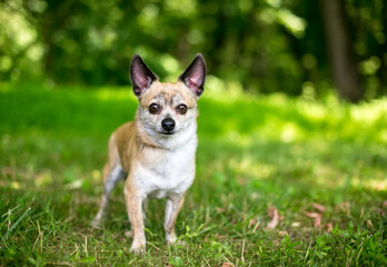 Naklejka na ściany i meble A small Chihuahua dog standing outdoors and looking at the camera
