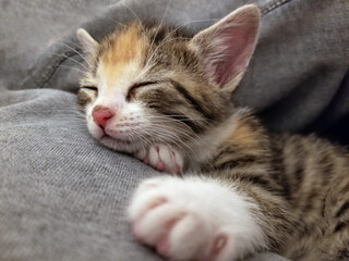 Naklejka na ściany i meble close up of a kitten sleeping
