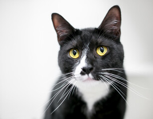 Obraz premium A black and white Tuxedo shorthair cat with yellow eyes and long whiskers