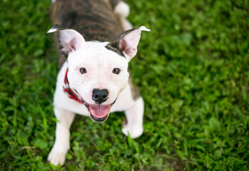 A happy young Pit Bull Terrier mixed breed dog with brindle and white markings, lying in the grass...
