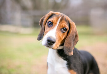 A tricolor Beagle dog standing outdoors and looking at the camera with a head tilt